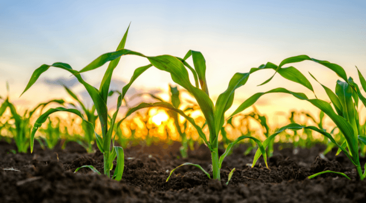 Crop_Yield_Prediction